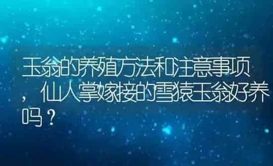 玉翁的养殖方法和注意事项,仙人掌嫁接的雪猿玉翁好养吗？ | 养殖科普