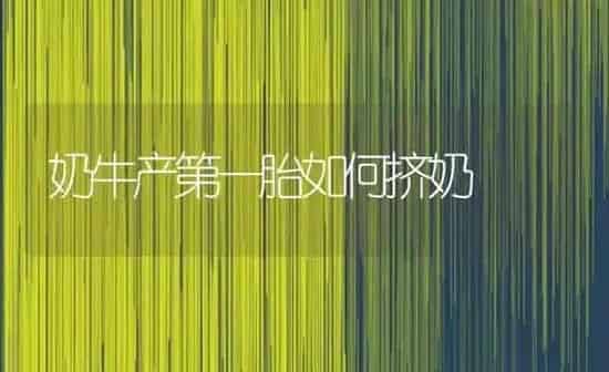 奶牛产第一胎如何挤奶 | 养殖知识
