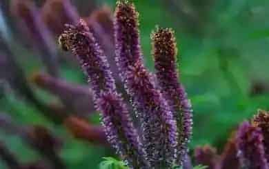 曼陀罗花能毒死人吗,世界上最毒的花排行榜，曼陀罗中毒者一天内死亡？