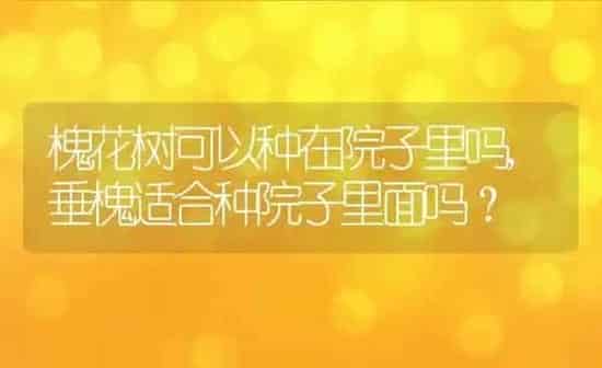 槐花树可以种在院子里吗,垂槐适合种院子里面吗？ | 养殖学堂