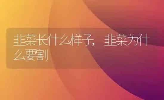 韭菜长什么样子,韭菜为什么要割 | 养殖学堂