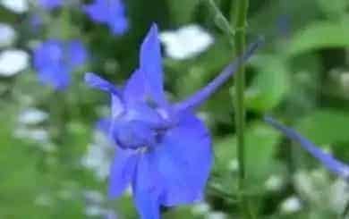 曼陀罗花能毒死人吗,世界上最毒的花排行榜，曼陀罗中毒者一天内死亡？