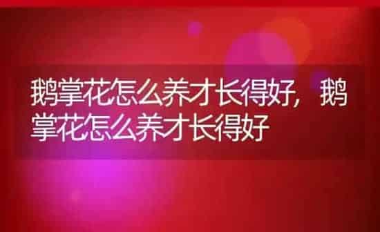 鹅掌花怎么养才长得好,鹅掌花怎么养才长得好 | 养殖科普