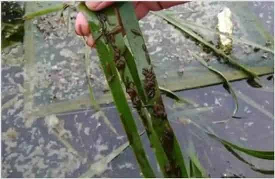 水蛭养殖模式推荐 | 生活常识