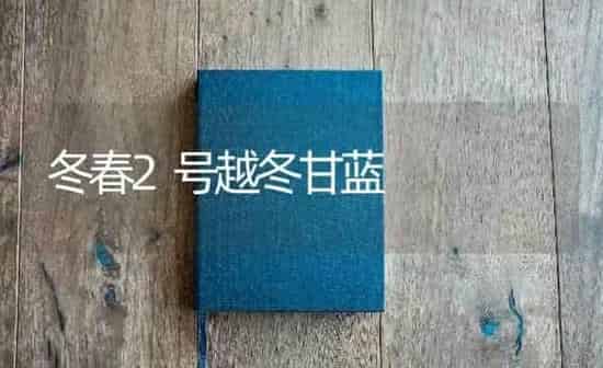 冬春2号越冬甘蓝 | 养殖知识