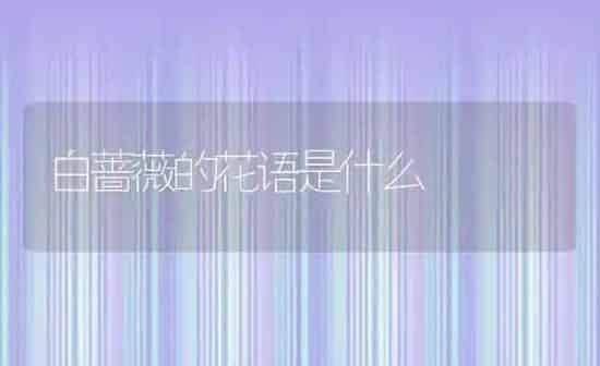 白蔷薇的花语是什么 | 养殖学堂