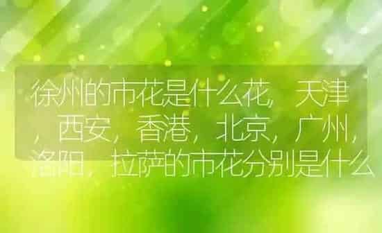 徐州的市花是什么花,天津，西安，香港，北京，广州，洛阳，拉萨的市花分别是什么 | 养殖学堂