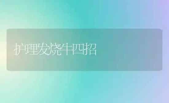 护理发烧牛四招 | 养殖知识