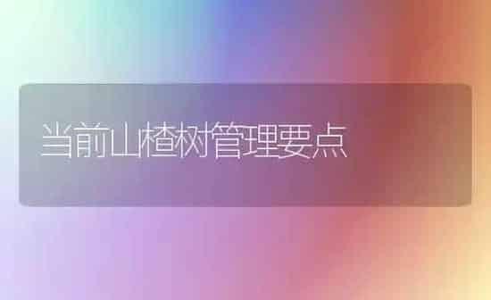 当前山楂树管理要点 | 养殖知识
