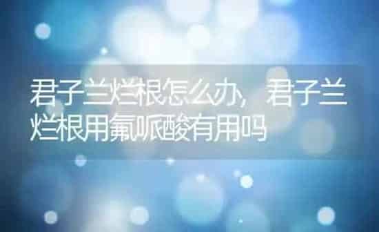 君子兰烂根怎么办,君子兰烂根用氟哌酸有用吗 | 养殖学堂