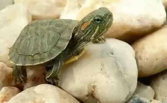 新手如何养殖宠物龟 | 常识大全