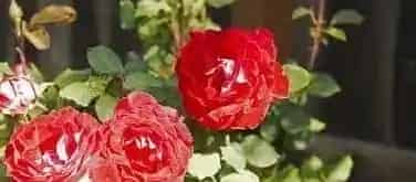 玫瑰花什么季节开花,春夏秋冬各季节分别都开什么花？