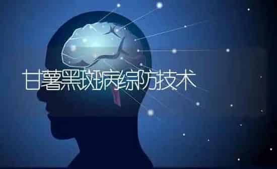 甘薯黑斑病综防技术 | 养殖技术大全