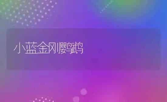 小蓝金刚鹦鹉 | 养殖科普