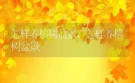 怎样养榕树盆景,怎样养榕树盆景 | 养殖科普