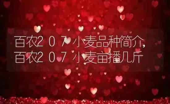 百农207小麦品种简介,百农207小麦亩播几斤 | 养殖学堂