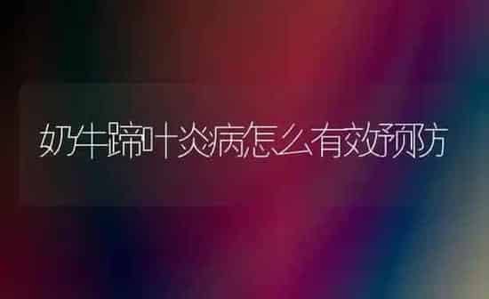 奶牛蹄叶炎病怎么有效预防 | 养殖技术大全