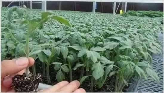 秋冬茬番茄栽培技术 | 实用知识