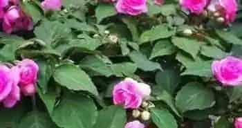 凤仙花第二年还能活吗,凤仙开完花还能活吗？