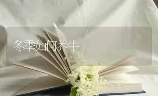 冬季如何养牛 | 养殖知识