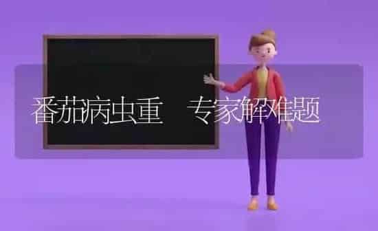 番茄病虫重 专家解难题 | 养殖知识