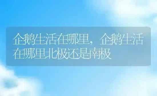 企鹅生活在哪里,企鹅生活在哪里北极还是南极 | 养殖科普