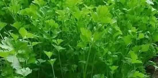 高温季节要如何种植香菜？做好这三大点就足够！ | 妙招大全