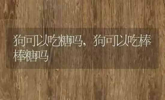 狗可以吃糖吗,狗可以吃棒棒糖吗 | 养殖科普