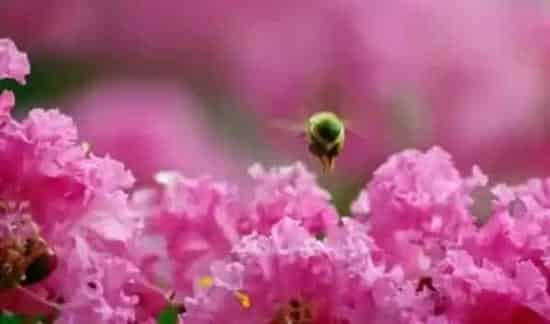 丁香和紫薇是一种花吗 | 妙招大全