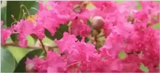 丁香和紫薇是一种花吗 | 妙招大全