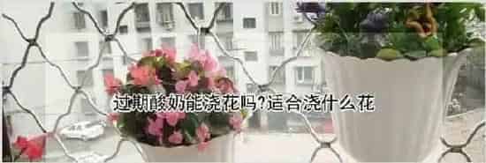 过期酸奶能浇花吗?适合浇什么花 | 妙招大全
