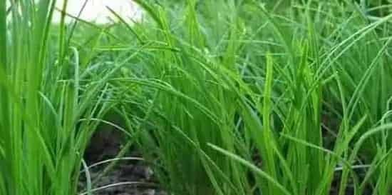 秋后韭菜的种植管理 | 农广天地