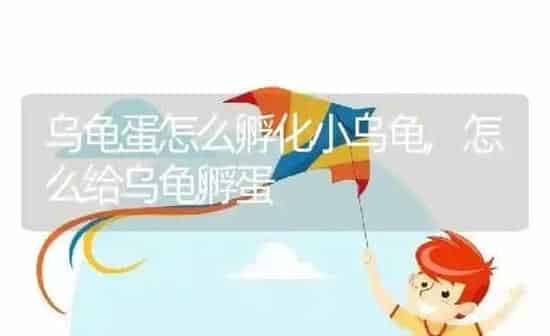 乌龟蛋怎么孵化小乌龟,怎么给乌龟孵蛋 | 养殖学堂
