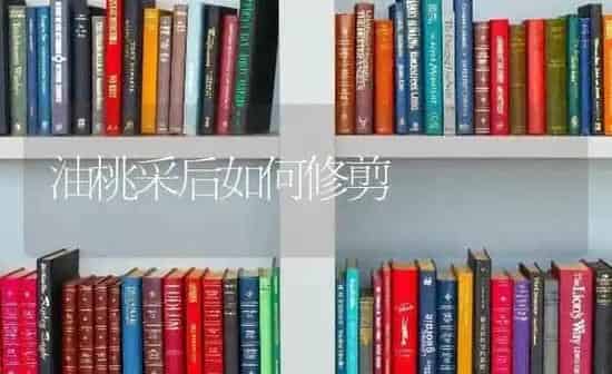油桃采后如何修剪 | 养殖知识