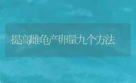 提高雌龟产卵量九个方法 | 养殖知识