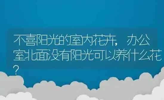 卡米洛特金刚鹦鹉,卡米洛特金刚鹦鹉图片 | 养殖科普