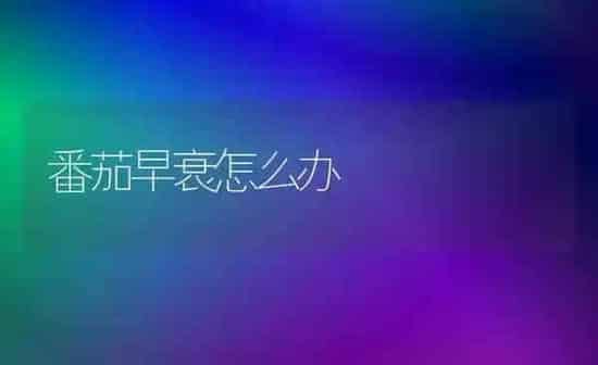 番茄早衰怎么办 | 养殖知识