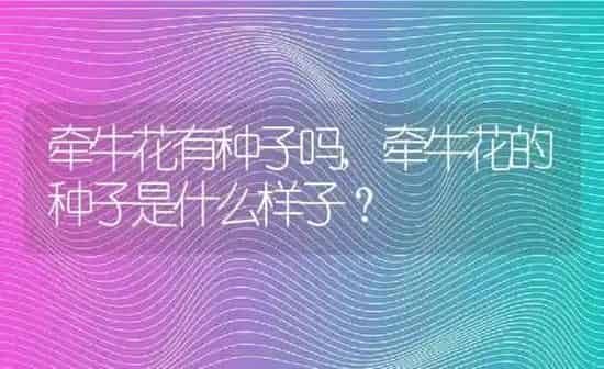 牵牛花有种子吗,牵牛花的种子是什么样子？ | 养殖科普
