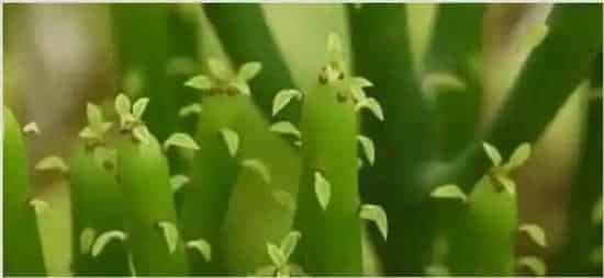 光棍树寓意 | 实用知识