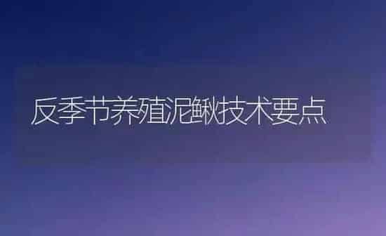 反季节养殖泥鳅技术要点 | 养殖知识