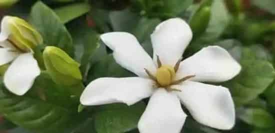 栀子花叶子发黄怎么办,栀子花黄叶怎么办？