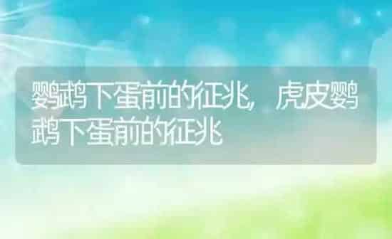 鹦鹉下蛋前的征兆,虎皮鹦鹉下蛋前的征兆 | 养殖科普