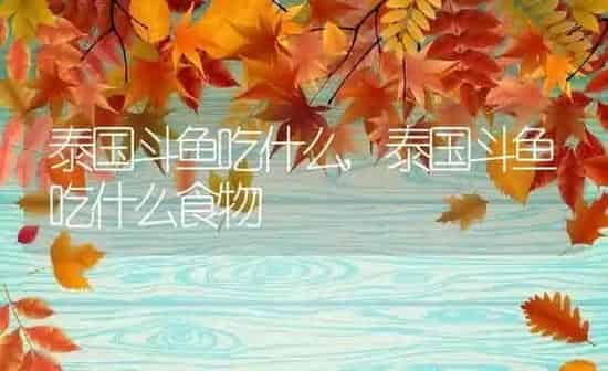 泰国斗鱼吃什么,泰国斗鱼吃什么食物 | 养殖资料
