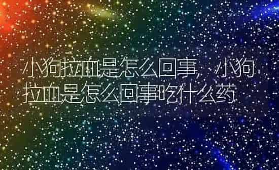 小狗拉血是怎么回事,小狗拉血是怎么回事吃什么药 | 养殖科普