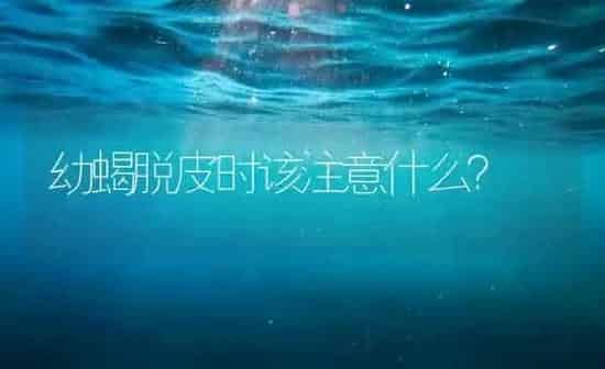 幼蝎脱皮时该注意什么? | 养殖知识