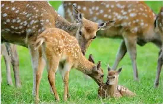 梅花鹿养殖成本和市场价格 | 实用知识