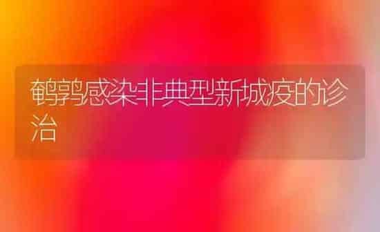 鹌鹑感染非典型新城疫的诊治 | 养殖技术大全