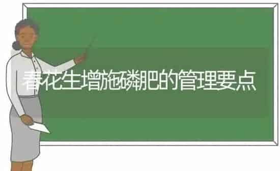 春花生增施磷肥的管理要点 | 养殖知识