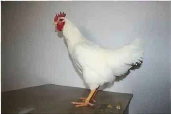 肉鸡寄生虫病的防治 | 妙招大全