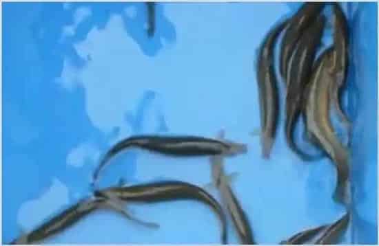 怎么钓泥鳅 泥鳅钓法推荐 | 生活常识